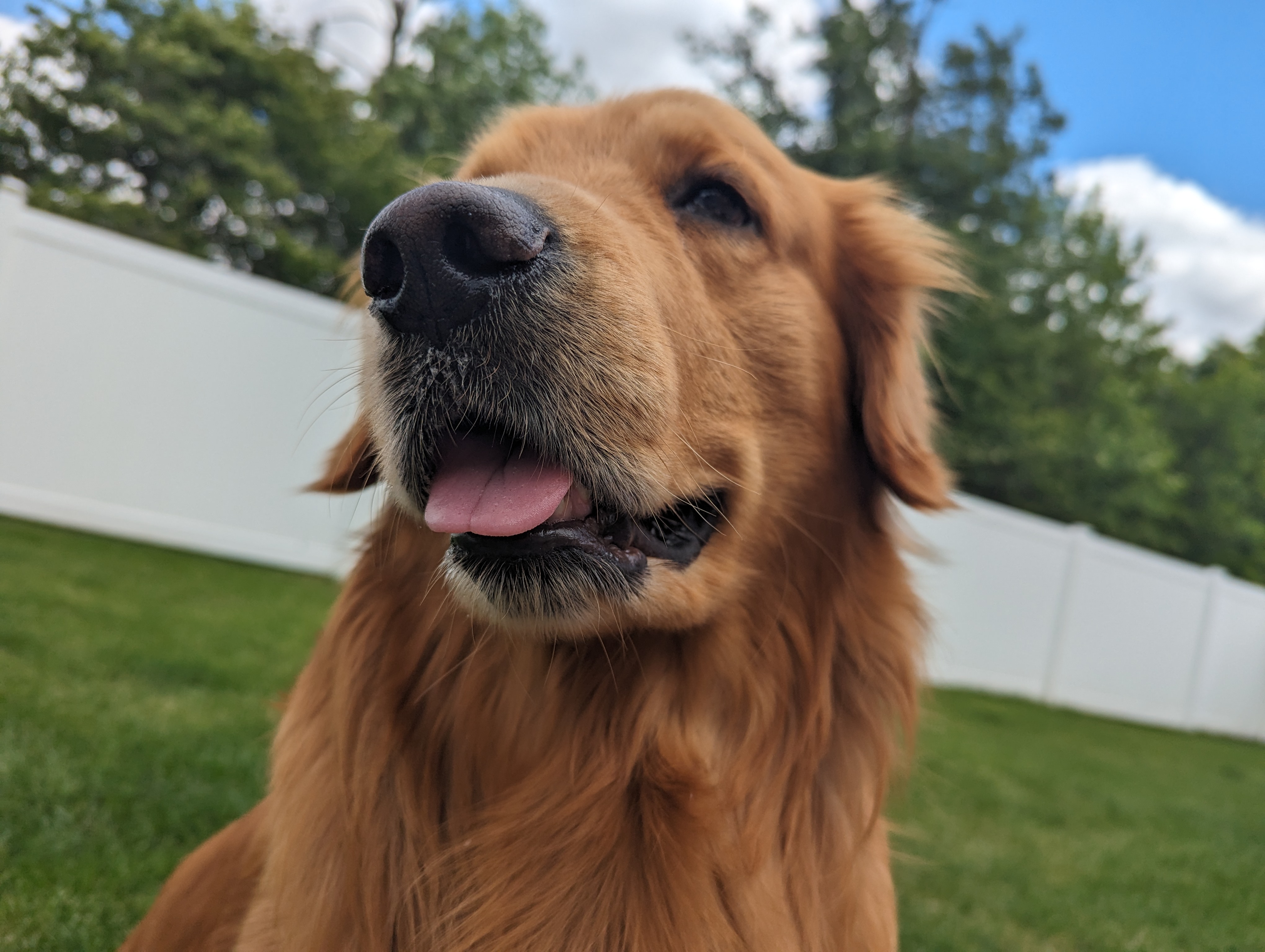 Shadow the Dog